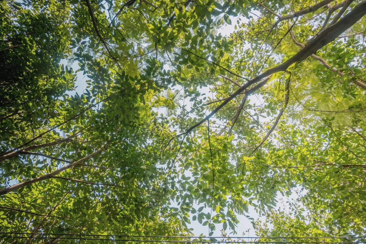 Looking up into a wide canopy of small leaves, with sky showing through the branches