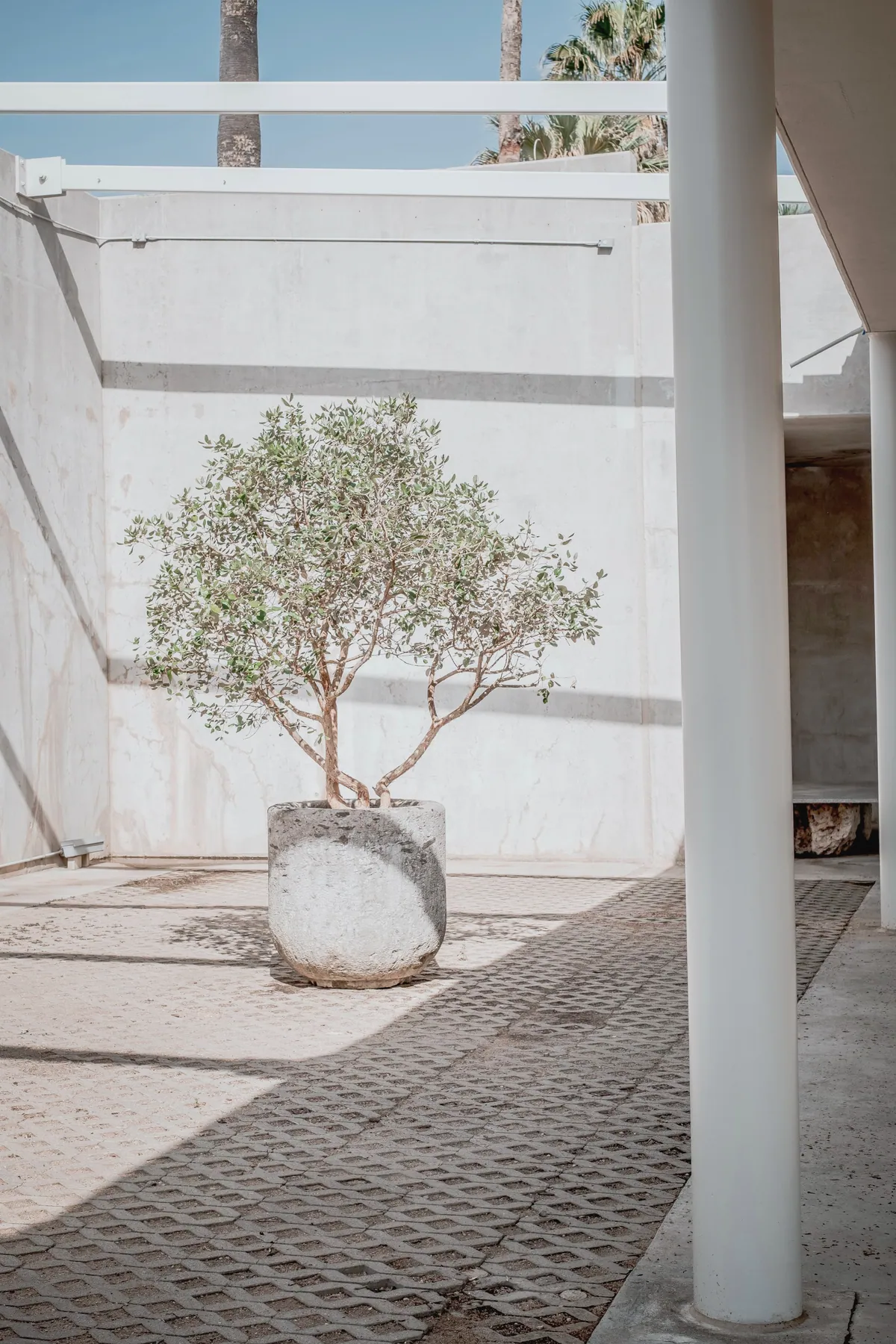A small tree in a stone planter in a quiet walled courtyard, with a slim white column in the shade