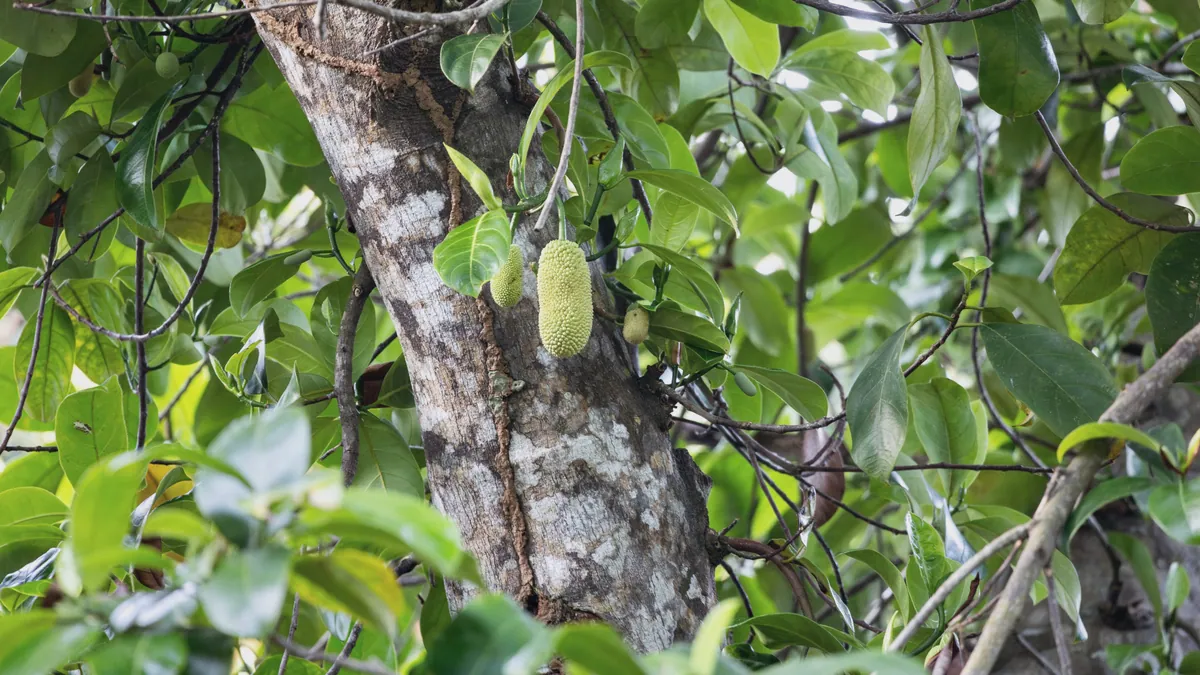 A young jackfruit hanging from the pale trunk of a jackfruit tree among broad leaves