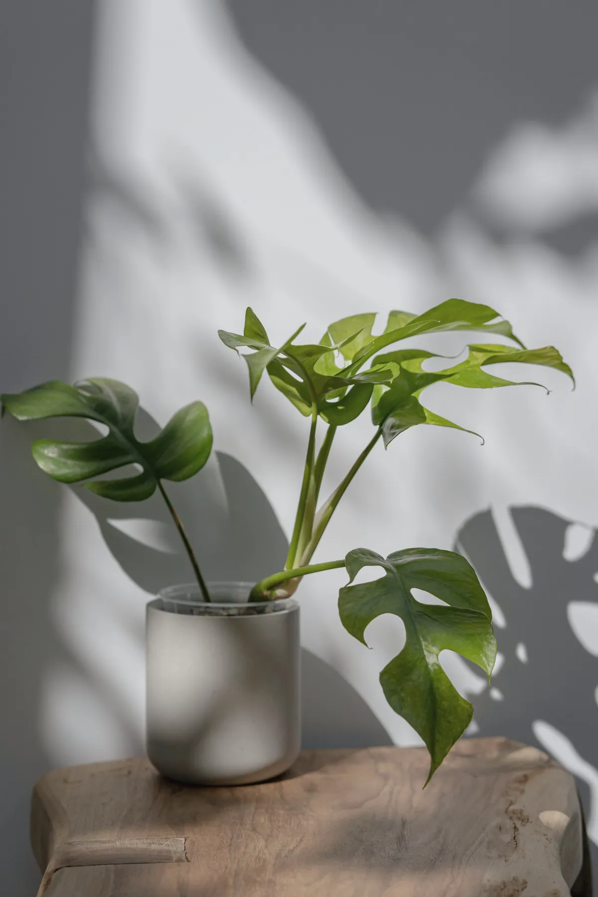 A small potted plant on a timber stool, its leaf shadows falling across a pale wall