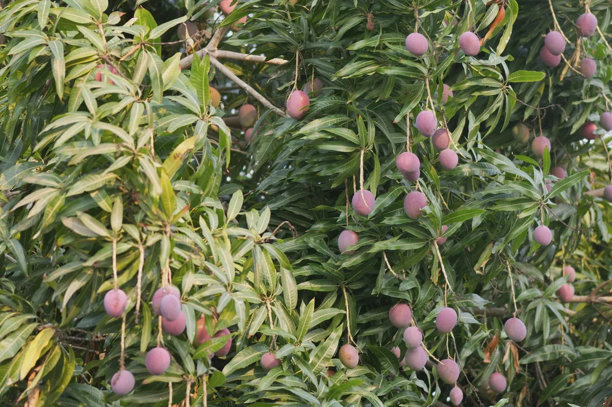 Clusters of small mangoes hanging among long, narrow mango leaves
