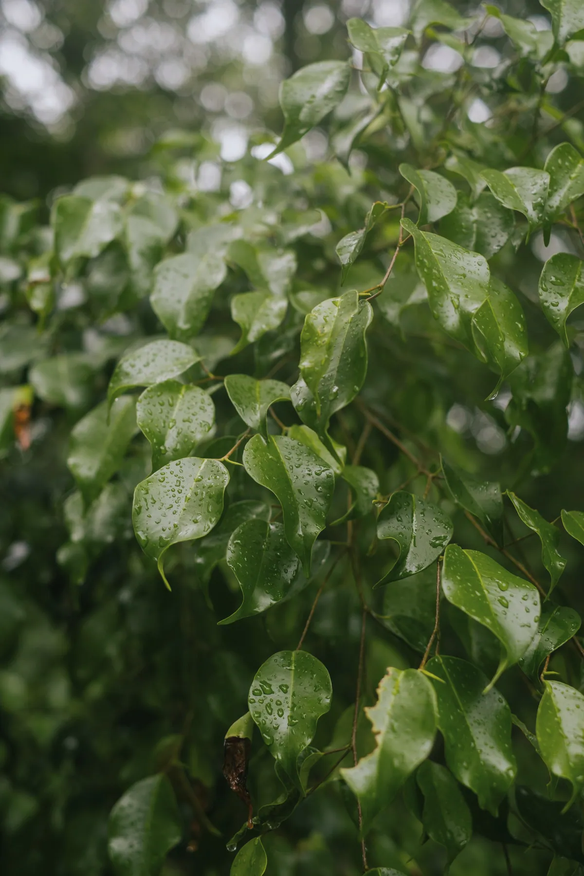Glossy green leaves beaded with raindrops after a shower